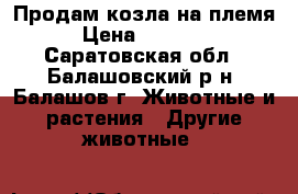 Продам козла на племя › Цена ­ 10 000 - Саратовская обл., Балашовский р-н, Балашов г. Животные и растения » Другие животные   